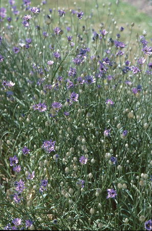 Catananche cerulea